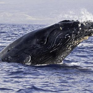 Whales - Credit to Yahoo News